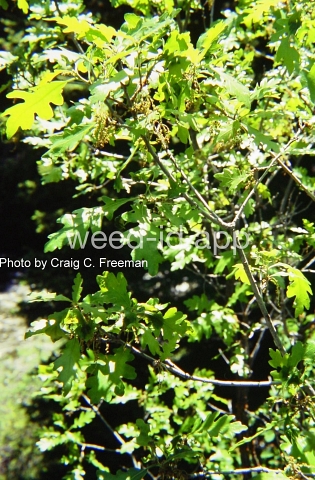 oak, Gambel's